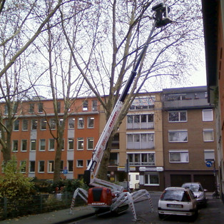 Baumschnitt mit der DINO 220 XTC