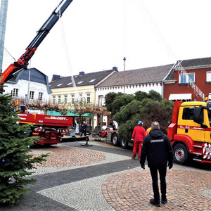 Transport und Heben eines Weihnachtsbaumes mit dem MAN TGS und dem PK 78